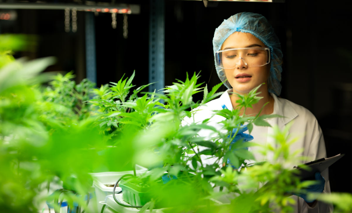 growing cannabis indoors
