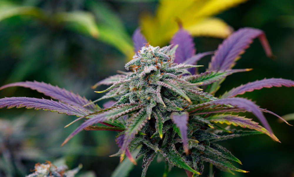 Indica, Sativa or Hybrid: Which is best for you?