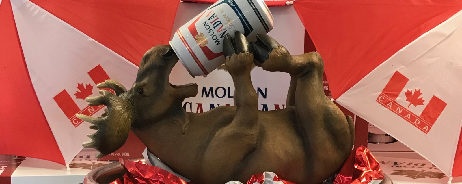 moose drinking beer