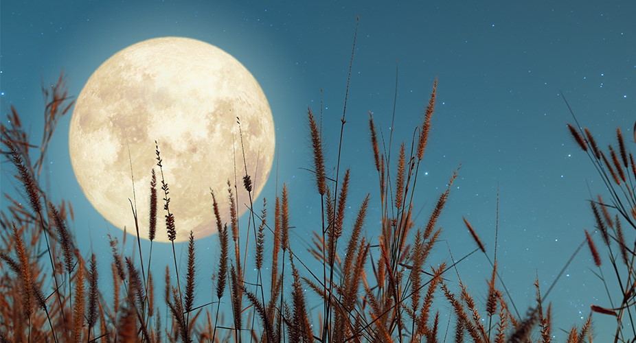 field of grass and moon in the distance