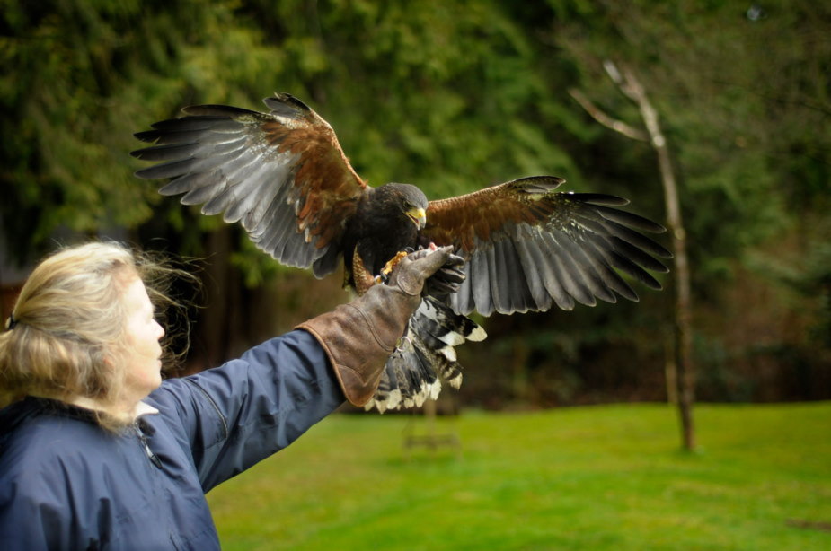 bird of prey on woman's hand