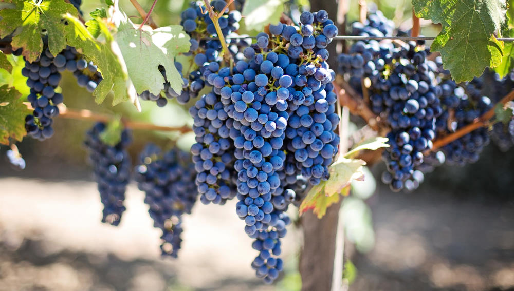 grapevine with red grapes