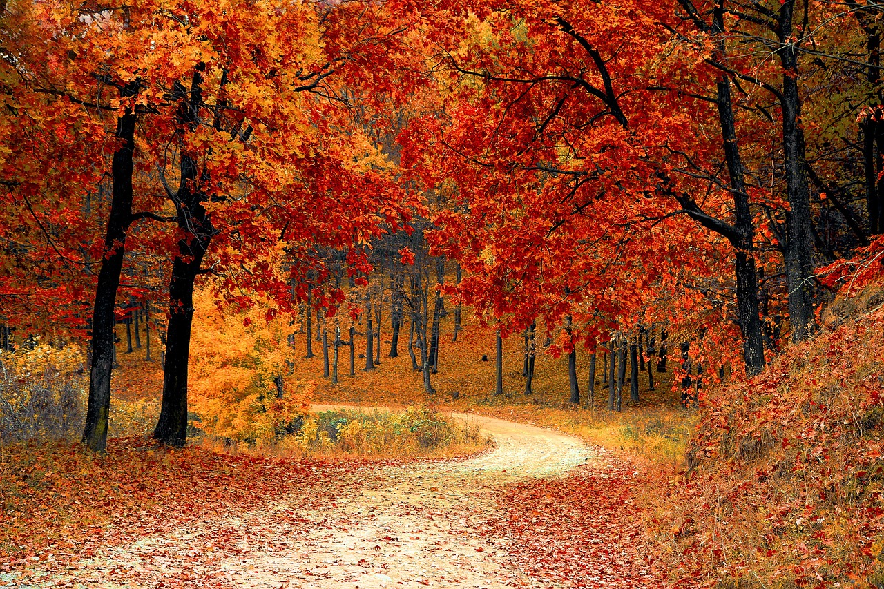 autumn-coloured trees and pathway