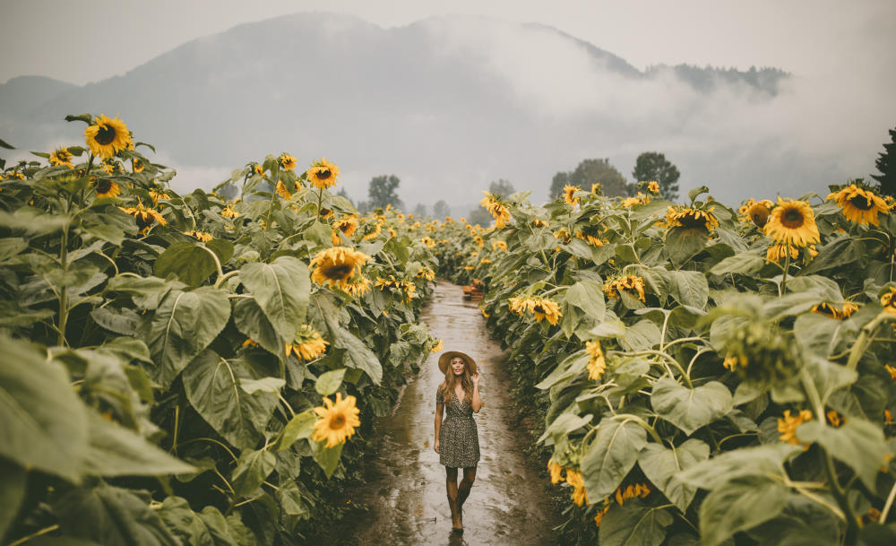 walking through a sunflower field