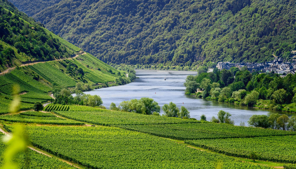 vineyard with great view 