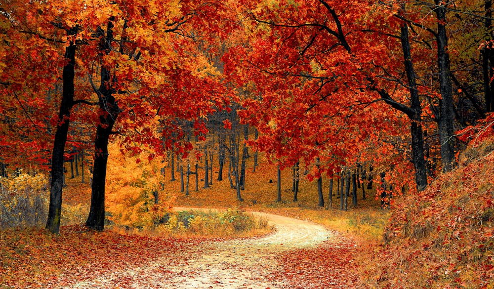 autumn-coloured trees and pathway