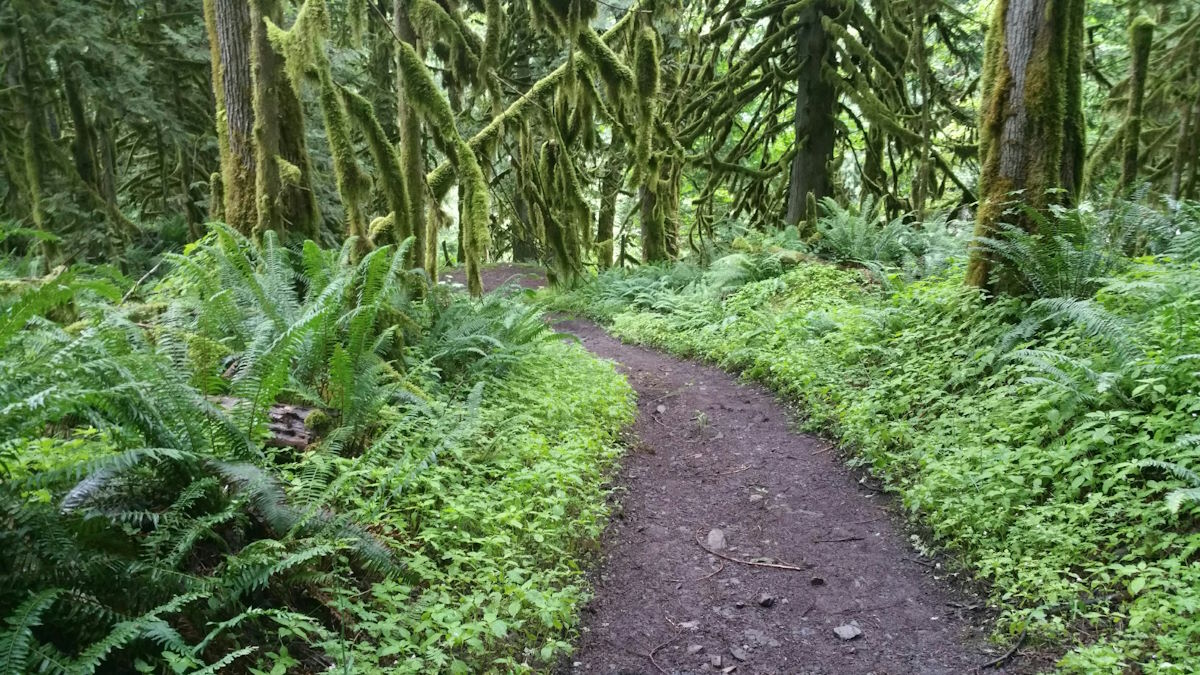 trail at Cultus Lake