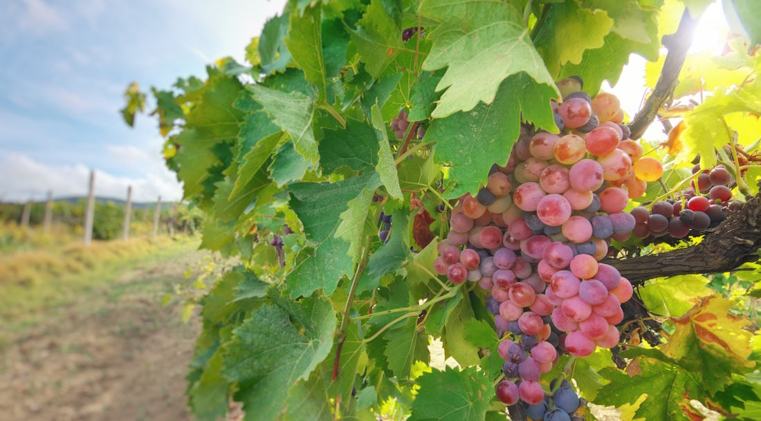 red grapes growing