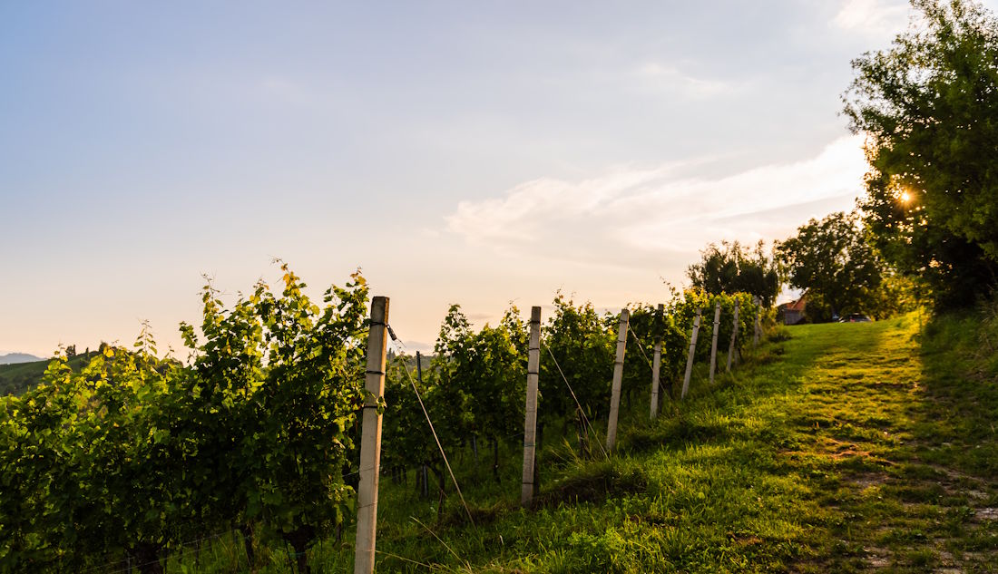 vineyards growing grapes