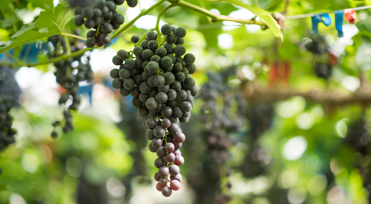 red grapes growing