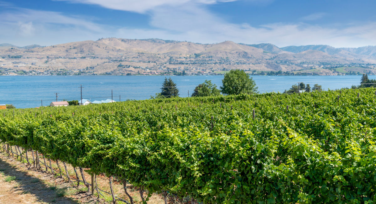 Okanagan vineyards and lake