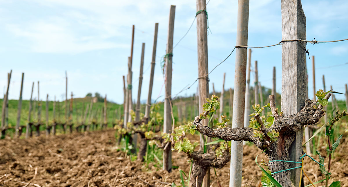 grape vines growing