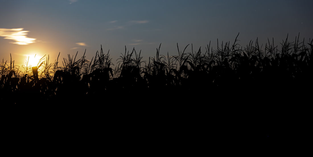 corn maze at dusk
