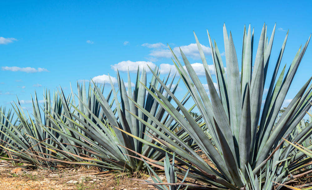 blue agave plants