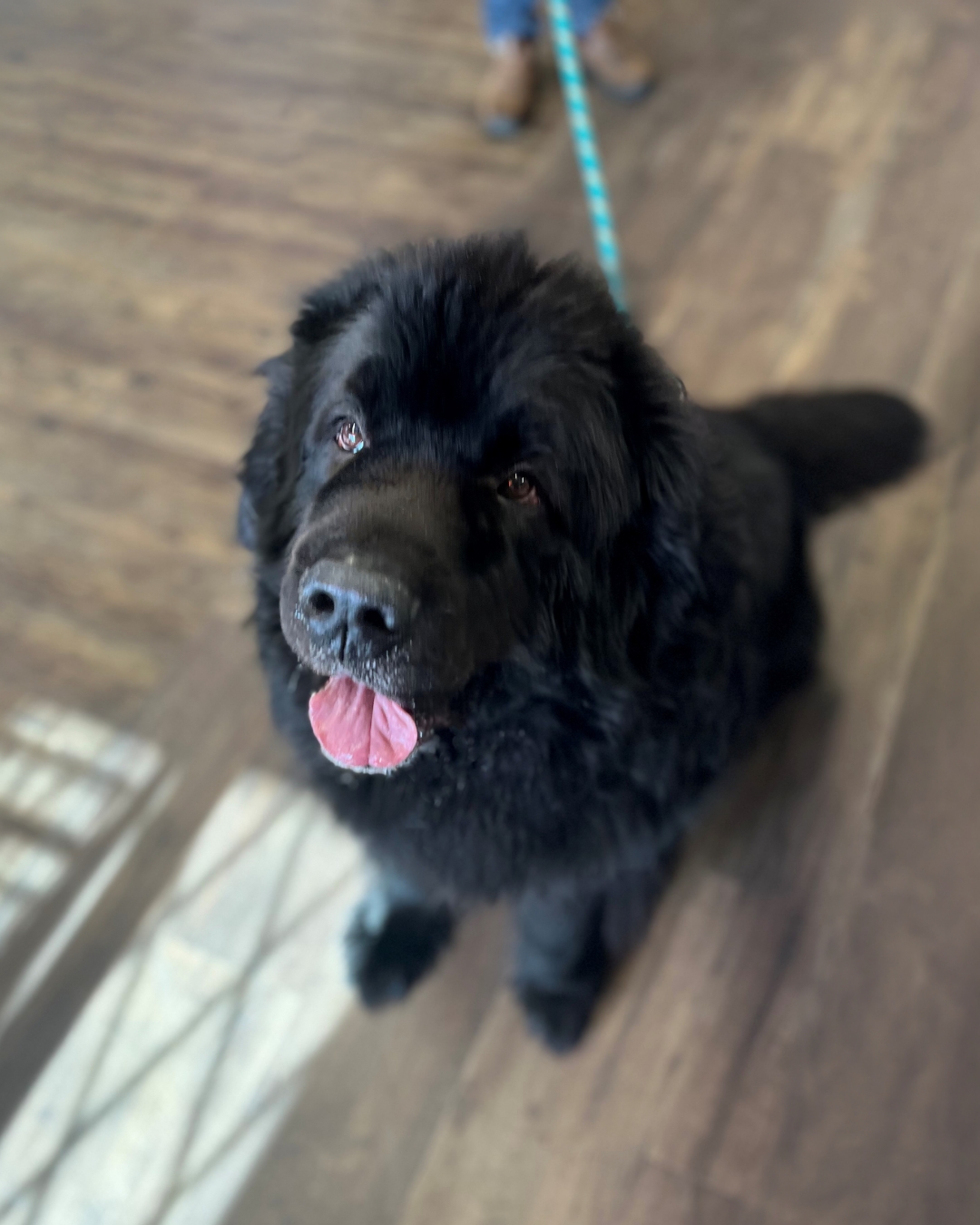 bear dog