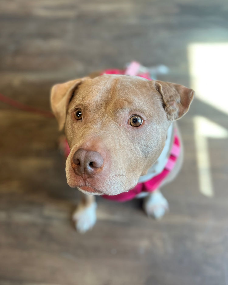 dog in pink outfit