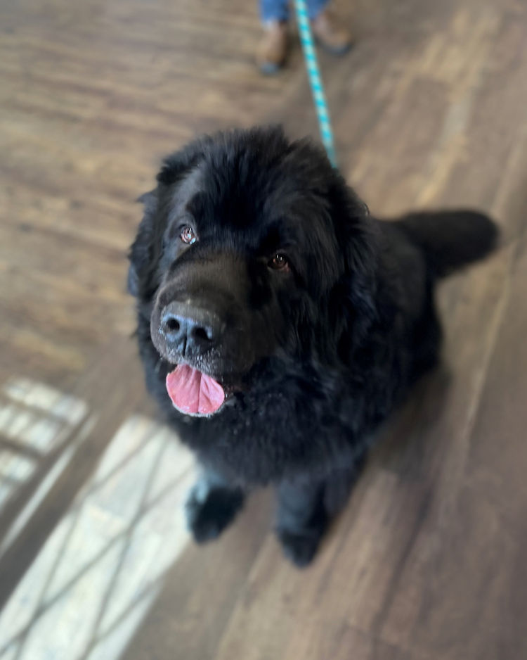 bear dog tongue out