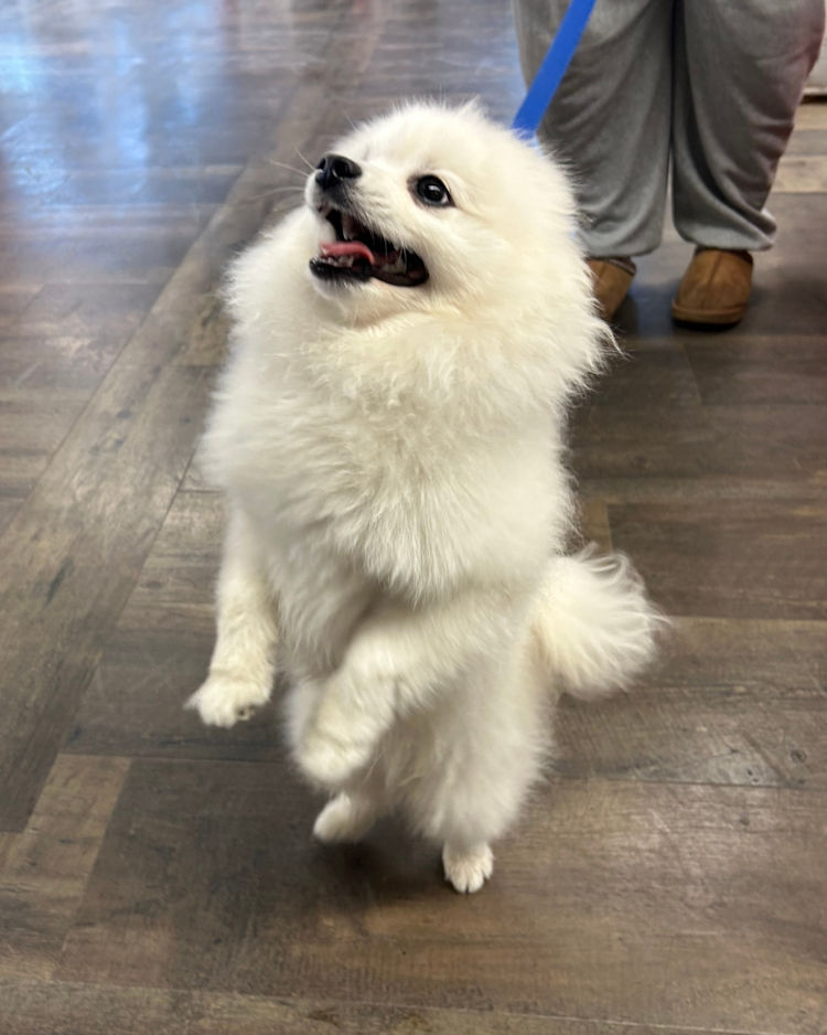 cute fluffy white dog