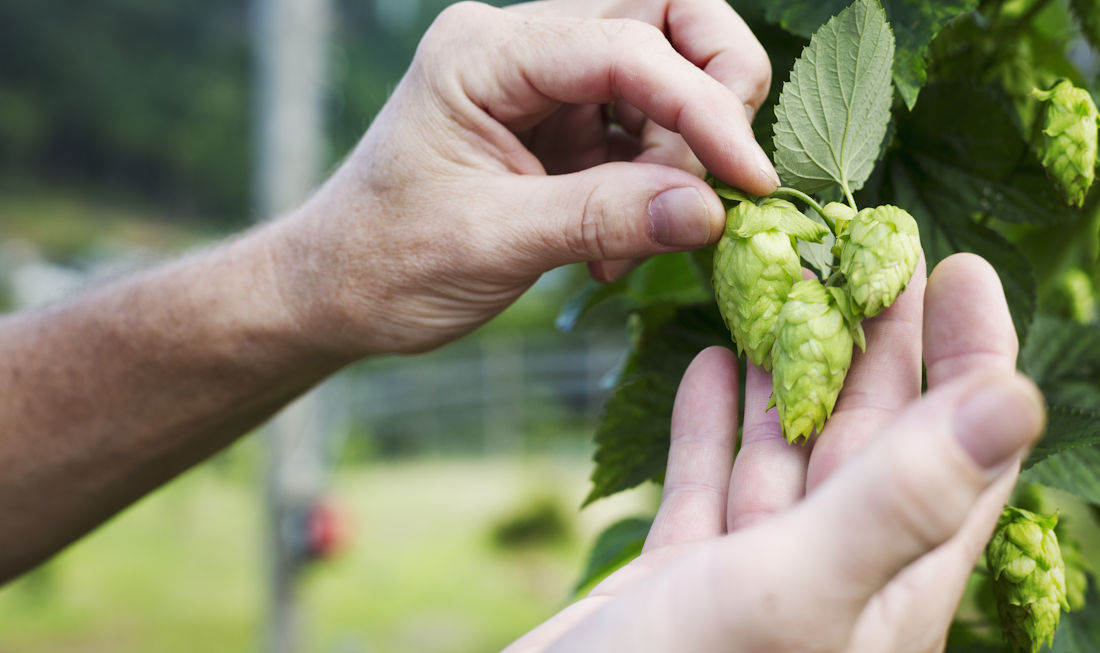 harvesting hops for beer